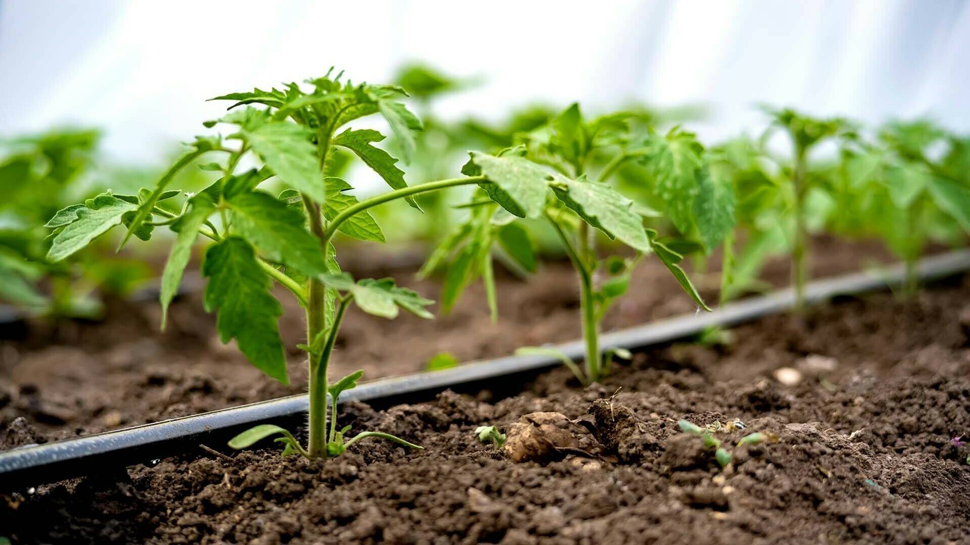 filtros riego goteo soaplast|Filter Y|Filter T|Filter T|Filter H